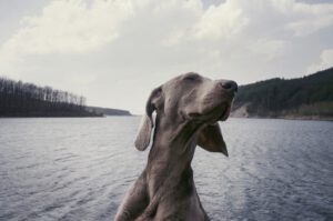 dog with eyes closed enjoying a body of water